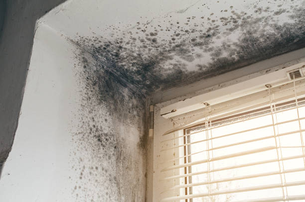 Affordable Mold Remediation solutions in Hudson, CO